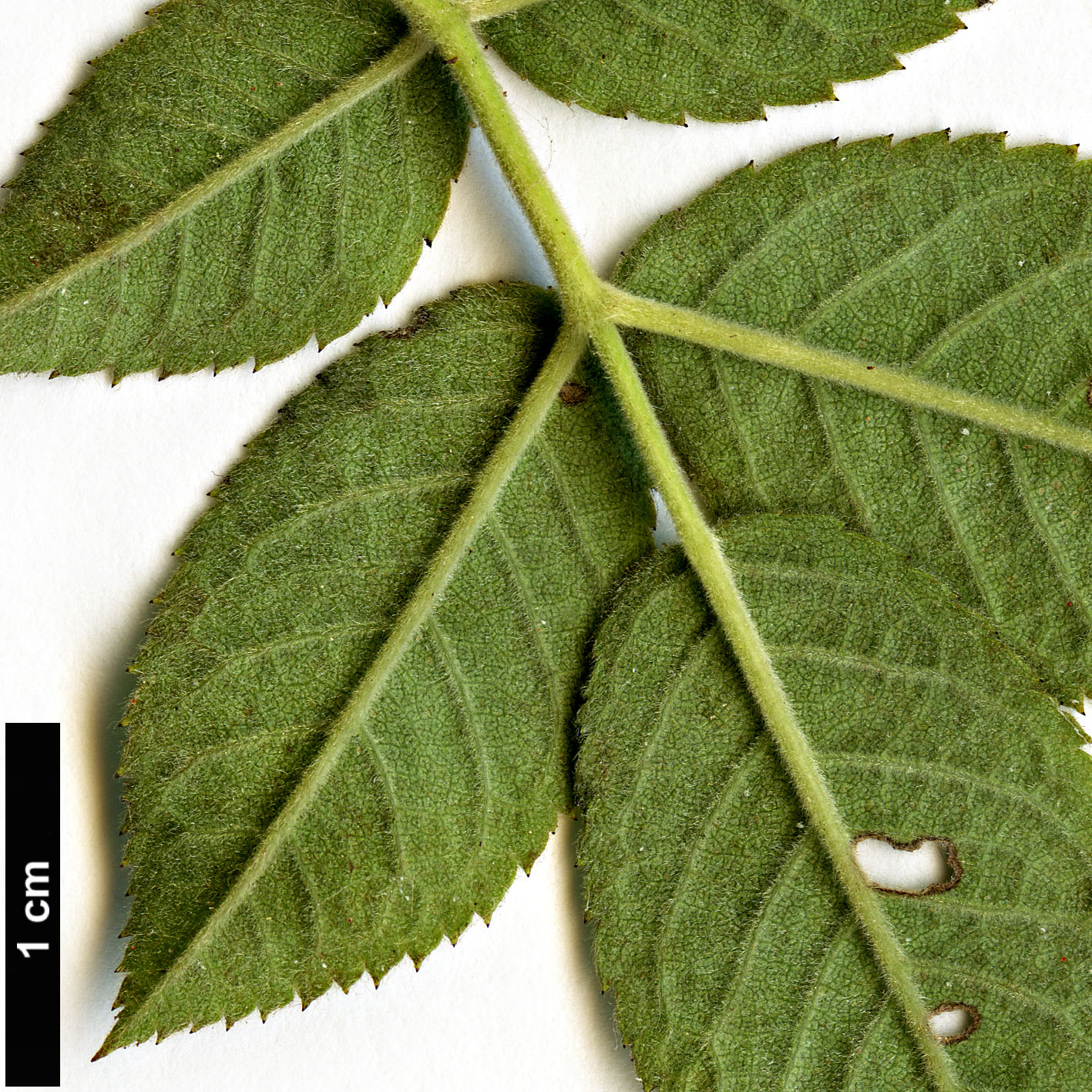 High resolution image: Family: Rosaceae - Genus: Rosa - Taxon: tomentosa